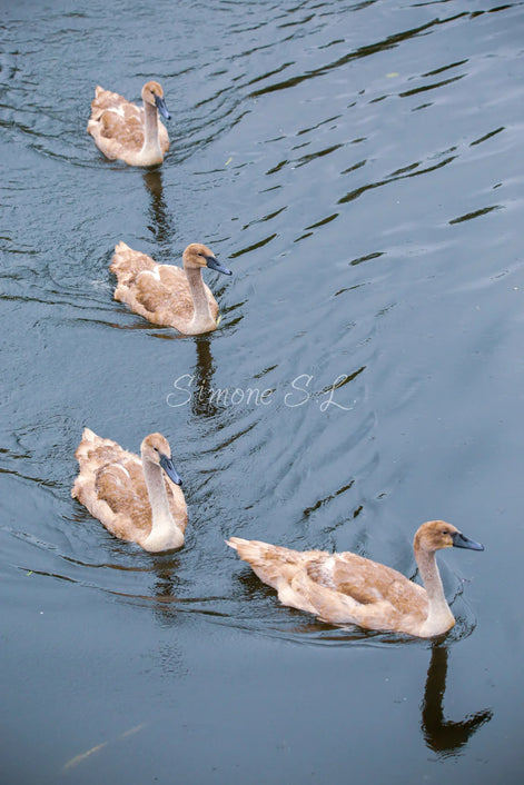 Young Swans / Cygnets (photo)